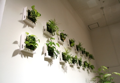 有楽町限定「壁に掛けられる観葉植物」