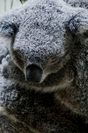 昼間はほぼ眠っているコアラも夜ならパッチリお目目に？（画像はイメージ）